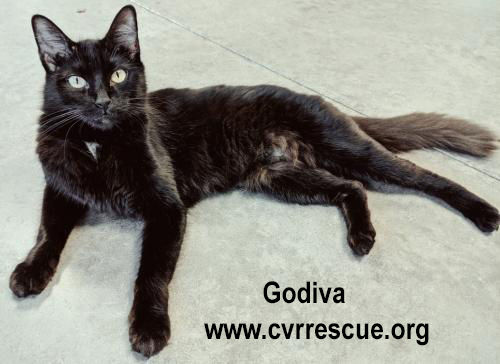 Godiva